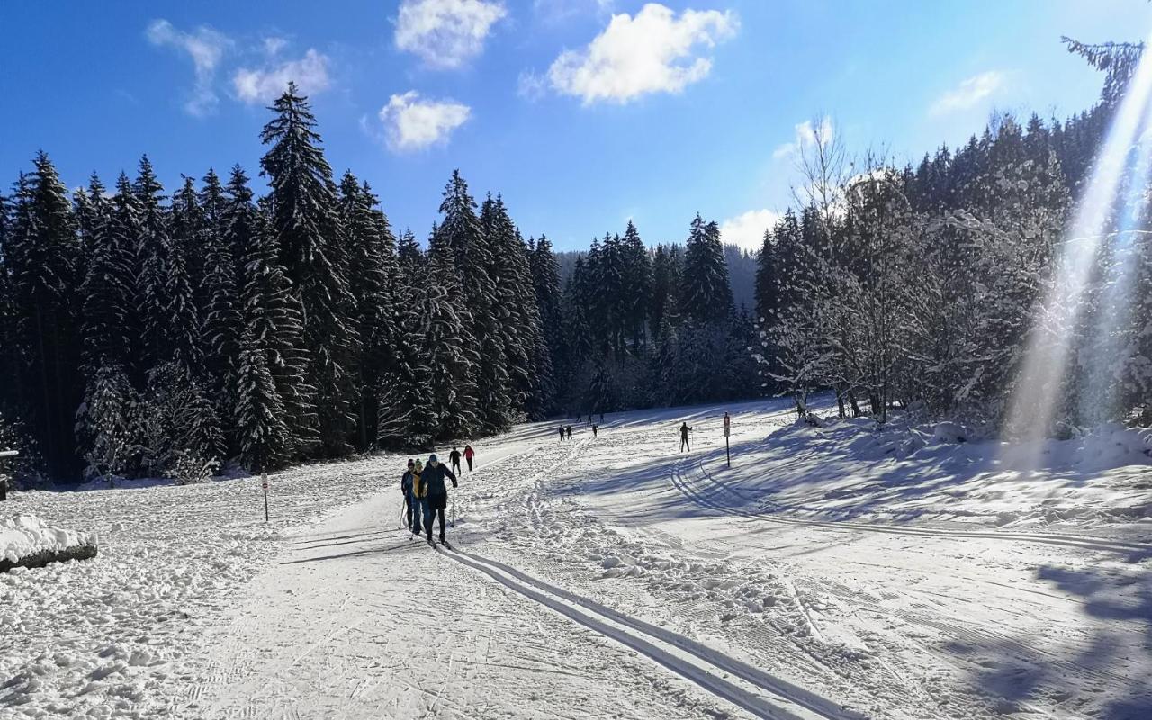 Vogelnescht19 Titisee-Neustadt
